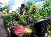 Market for potted plants
