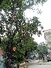 Paper prayers on the banyan tree