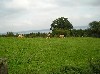Cows in the meadow by the church