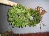 Wreaths made of hops