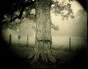 Untitled, 1998, by Sally Mann, All Rights Reserved, Copyright Sally Mann