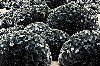 Loops of mylar forming spheres of varying sizes.