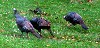 The flock of turkeys have been frequent visitors in our back yard.