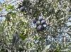 Olive tree