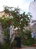 Pomegranate tree