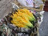 Zuchini flowers are sold to be stuffed