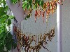 Dried peppers at Sigacik family restaurant