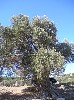 Majestic olive tree in Teos