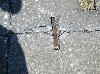 Temple stones held together by metal bar