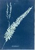 South America, c. 1851-1854, by Anna Atkins
Cyanotype photogram
