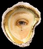 From the Shell Series "Pearlmaker II," 2005.