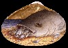 Shell Series "Big Fish Eat Little Fish II: A Parable for our Times," 2004.