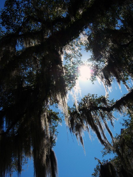 250 Year Old Southern Live Oak Tree - Berkshire Fine Arts